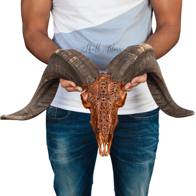 Carved Ram Skull - Skull (645x645), Png Download