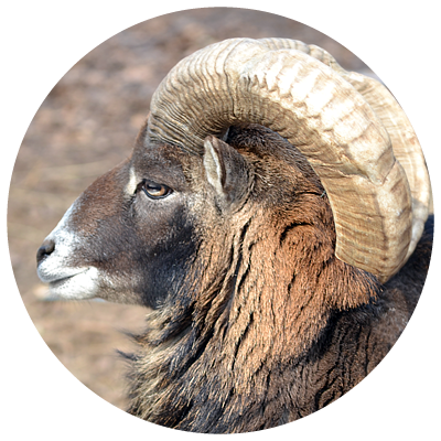 Bighorn (400x400), Png Download
