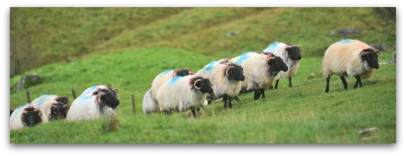 The Blackface Mountain Sheep Are Believed To Have Descended - Blackface Sheep Ireland (571x220), Png Download