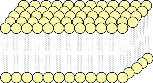 Plasma Membrane - Cell Wall Png (500x271), Png Download