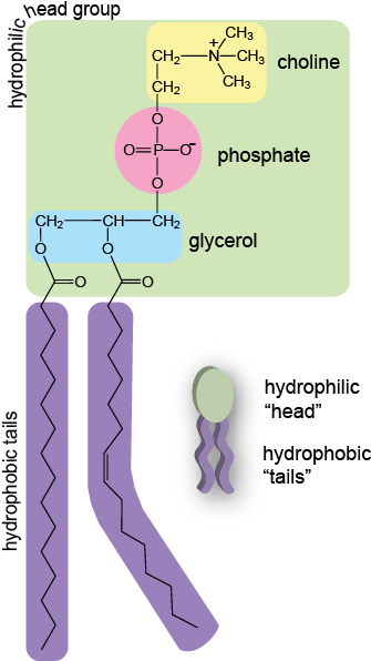 Www - Shmoop - Com - Main Component Of A Plasma Membrane (342x598), Png Download