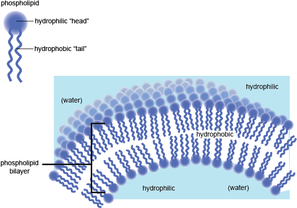Www - Shmoop - Com - Hydrophilic Part Of Cell Membrane (623x465), Png Download
