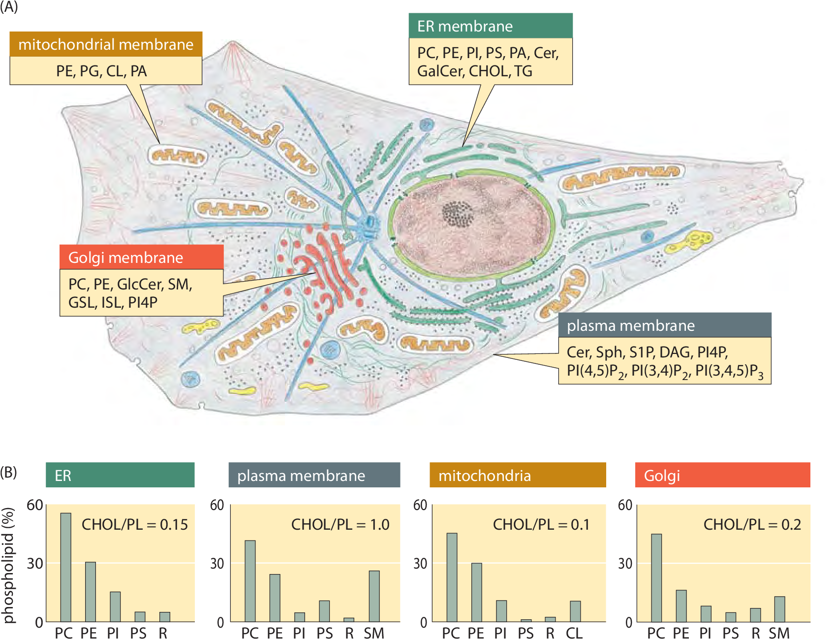 Lipid Synthesis And Steady-state Composition Of Cell - Biological Membrane (1699x1309), Png Download
