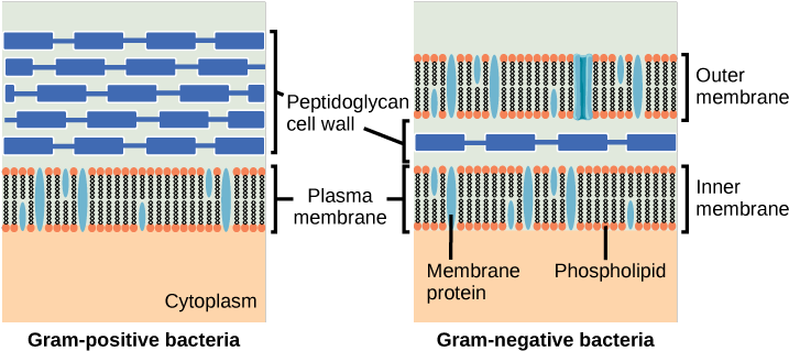 Media/image7 - Gram Positive And Gram Negative Membrane (725x321), Png Download