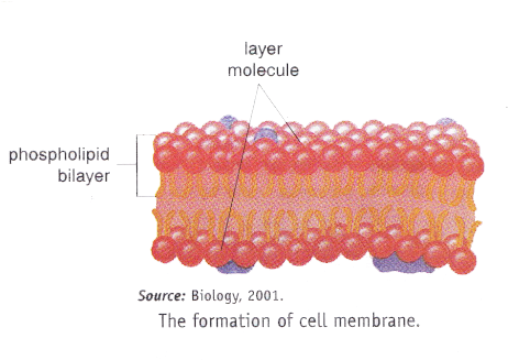 Cell Membrane Or Plasma Membrane Is The Outermost Layer - Bead (520x343), Png Download