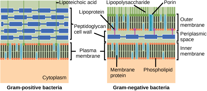 The Left Illustration Shows The Cell Wall Of Gram-positive - Gram Negative And Gram Positive Bacteria Cell Wall (725x321), Png Download