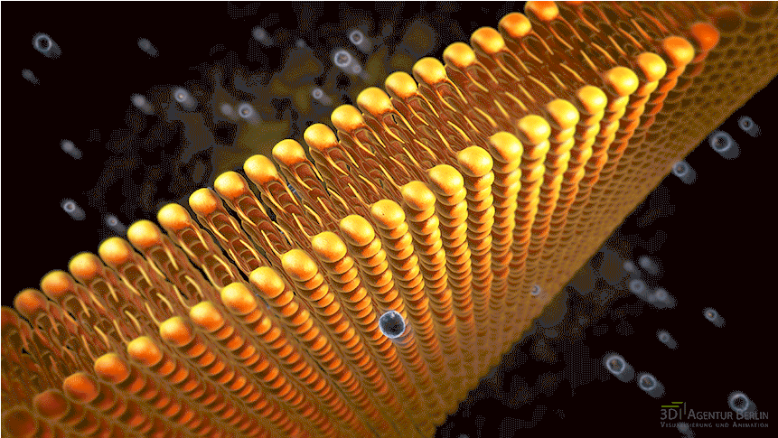 Phospholipid Bilayer 3d Visualization - Stairs (860x608), Png Download