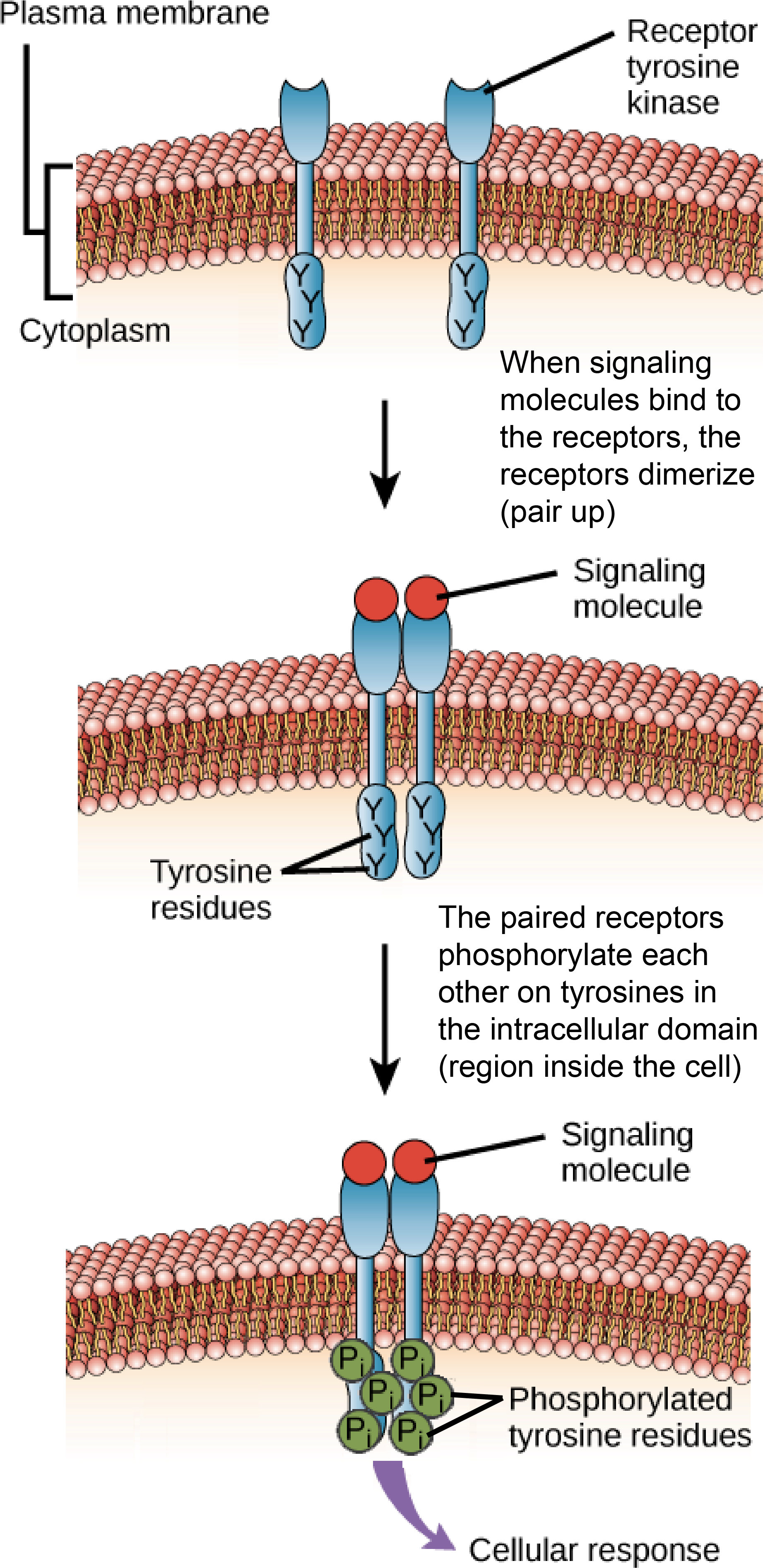 Download Receptor Domains PNG Image with No Background