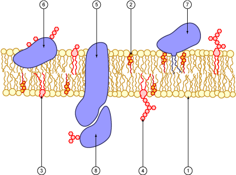 Cell Membrane Scheme - Cell Membrane (500x370), Png Download