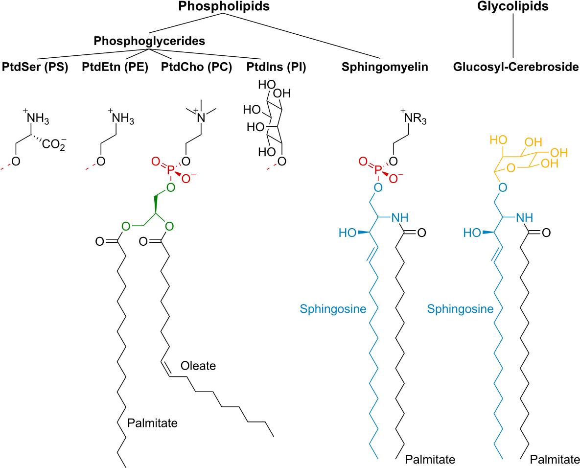 Membrane Lipids (1200x969), Png Download