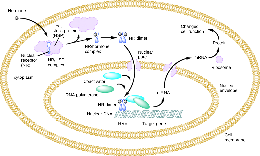 An Intracellular Nuclear Receptor Is Located In The - Heat Shock Protein Steroid Receptor (1043x626), Png Download