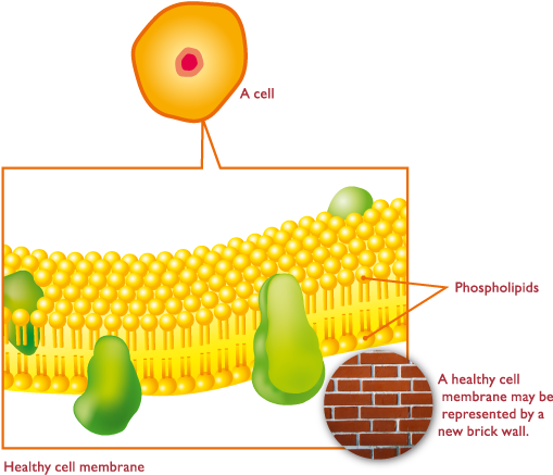 The Cell Membrane Is Made Up Of Two Layers Of Phospholipids - Phospholipids Liver (524x448), Png Download