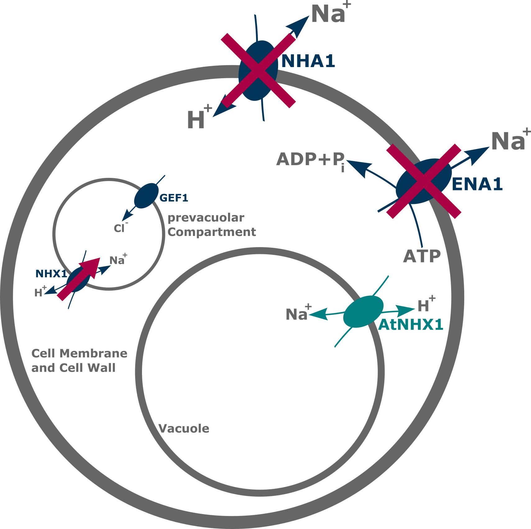 The Arabidopsis Thaliana Proton Sodium Antiporter Is - Mercedes Symbol (1709x1704), Png Download