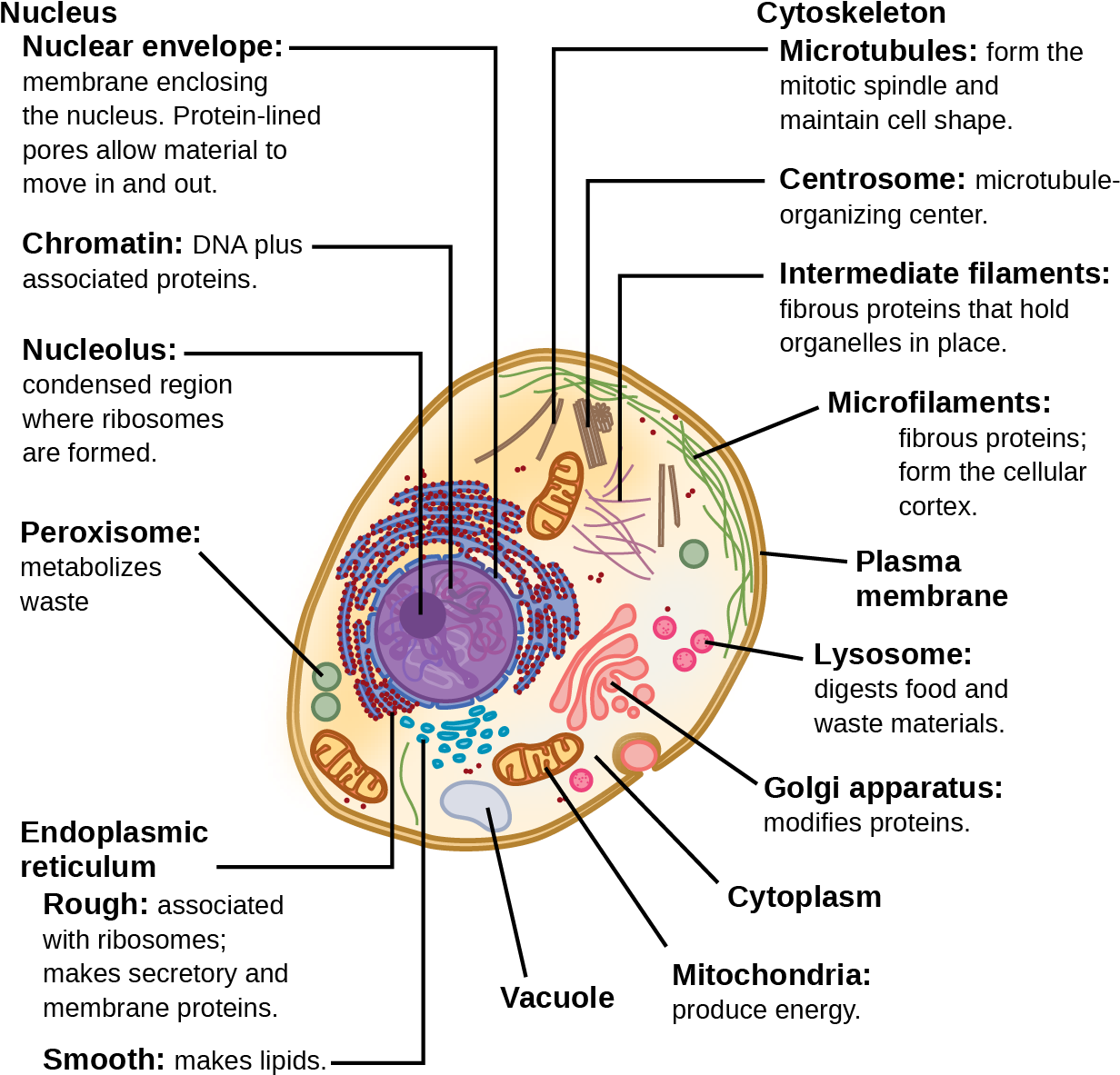 This Illustration Shows A Typical Eukaryotic Animal - Structure Of A Typical Eukaryotic Cell (1234x1194), Png Download