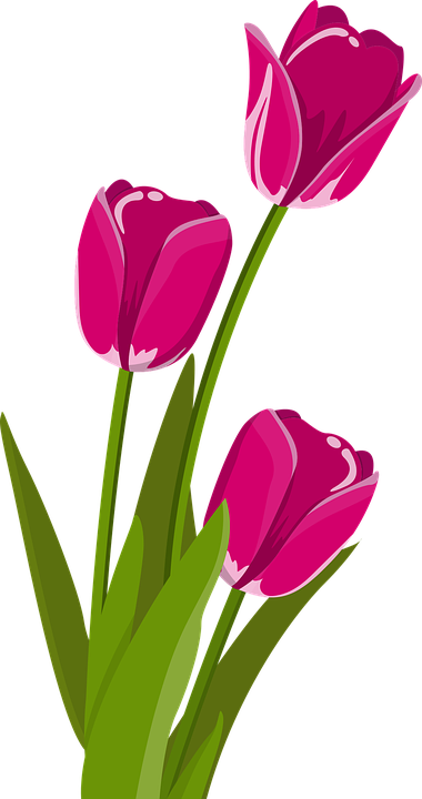 Bunga Tulip Musim Semi Tulpenbluete - Flower Stickers Png (380x720), Png Download