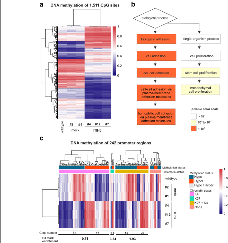 Epigenomic Reprogramming Of Genes Involved In Cell - Common Fig (850x780), Png Download