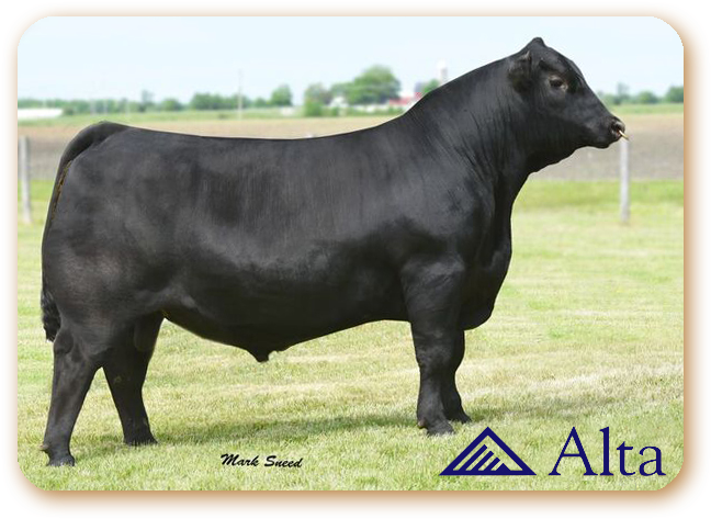 Confirmed - Connealy Consensus 7229 (701x519), Png Download