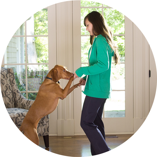 Luma Suveillance - Companion Dog (680x680), Png Download