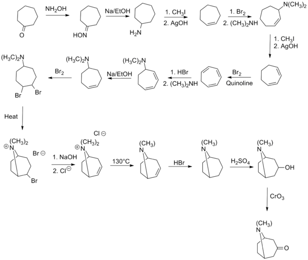 Willstatter Tropinone Synthesis - Tropinone Synthesis (600x506), Png Download