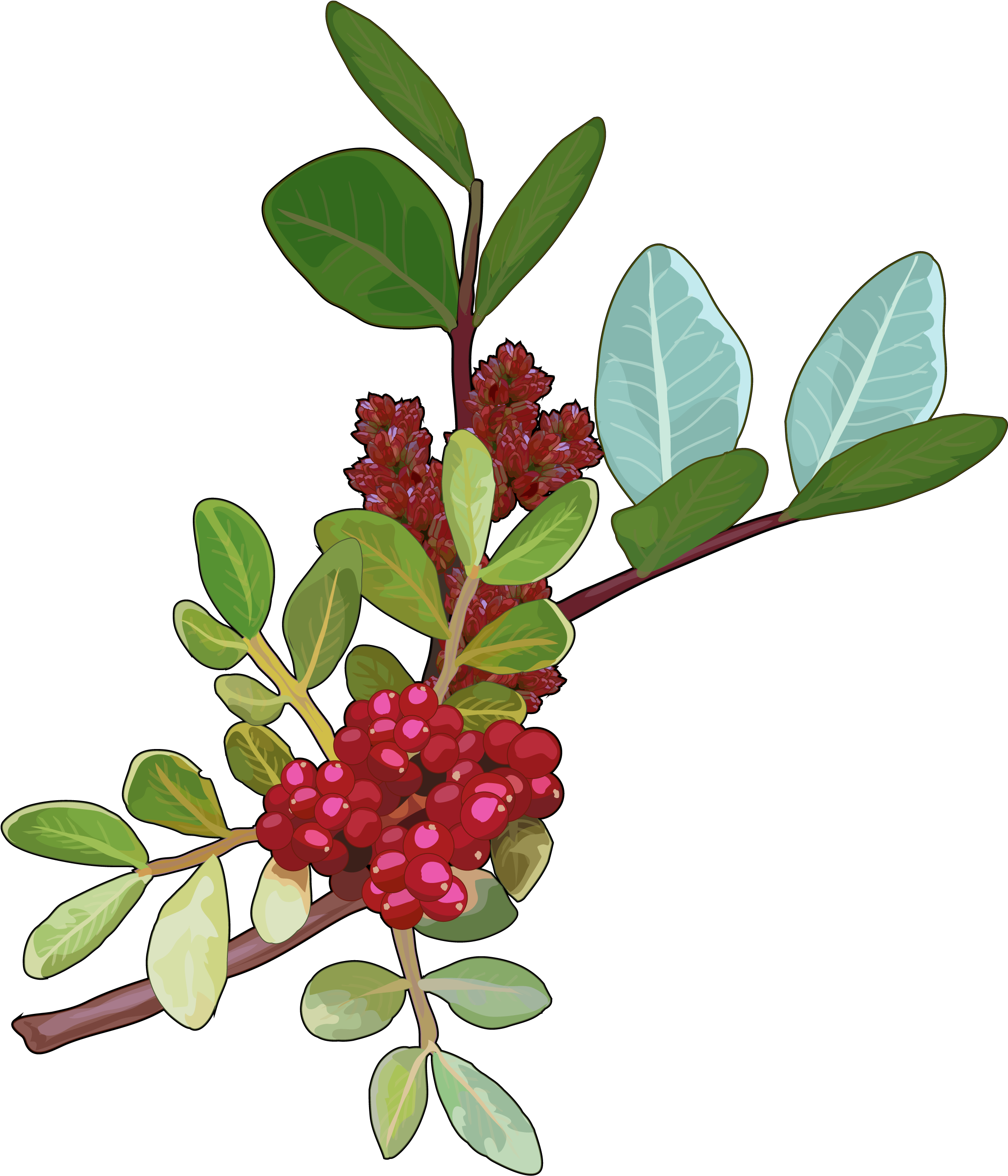 Archivo - Lentisco (2480x3508), Png Download