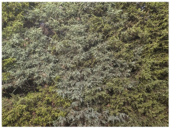 Textura De Hojas De Arbusto - Texture (400x400), Png Download