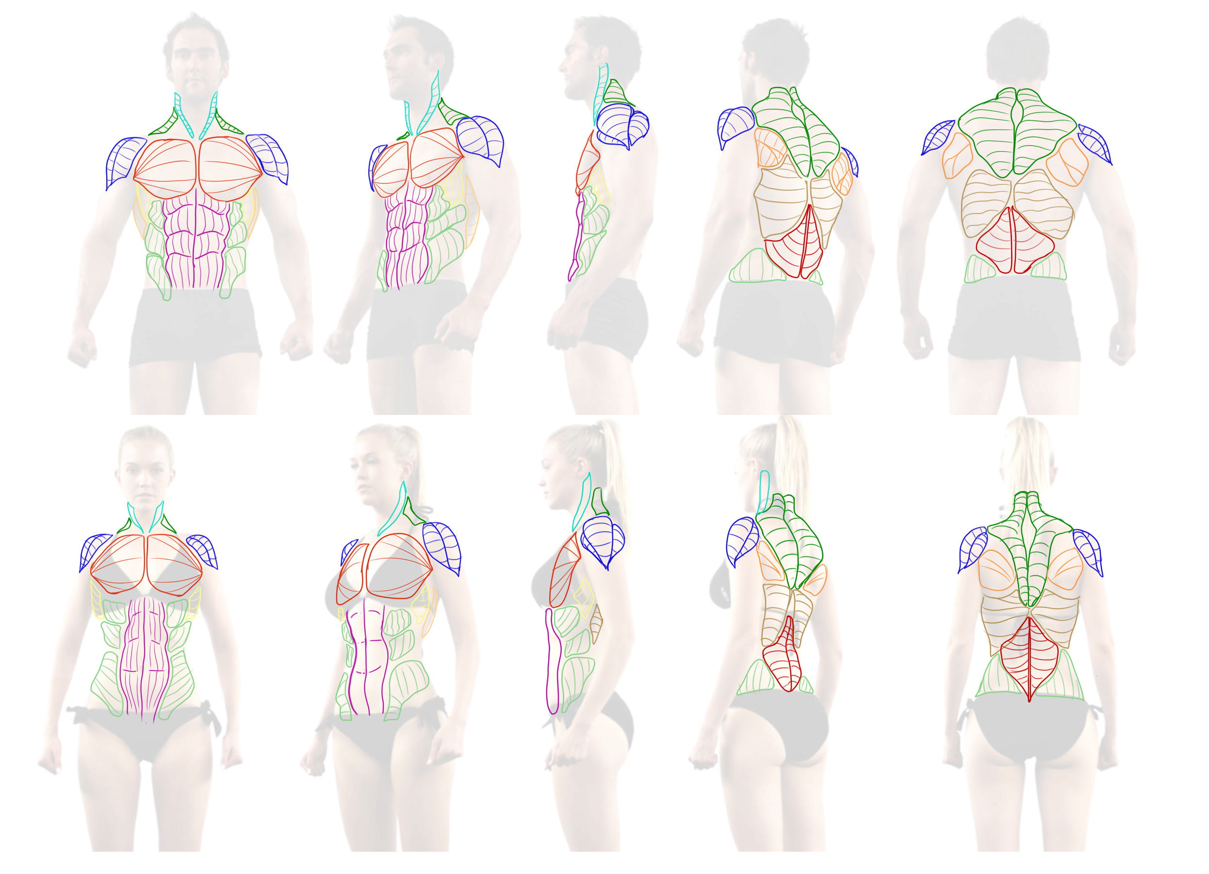 Muscleoverlay1 - Pulpman (2500x1800), Png Download