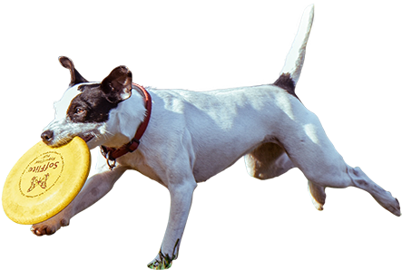A Cutout Photo Of The Happiest Dog On Early Playing - Sitting Entourage (450x450), Png Download