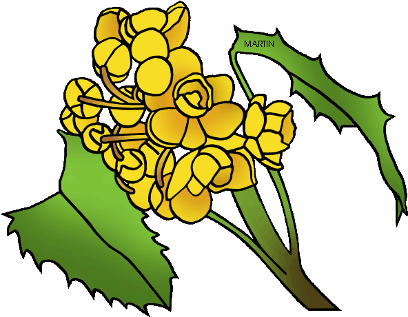 Oregon Clipart Flower - Oregon State Flower Drawing (648x509), Png Download