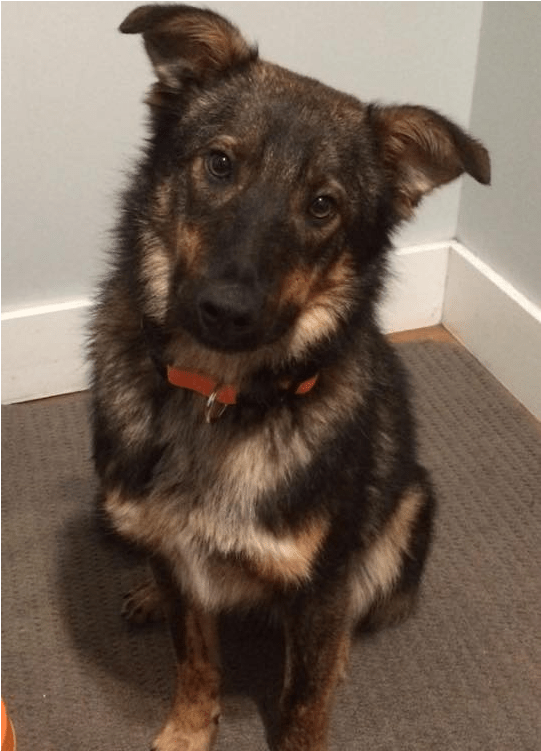 This Is Rigby He Is 9 Month Old, Neutered, Male, Shepherd - Old German Shepherd Dog (800x750), Png Download