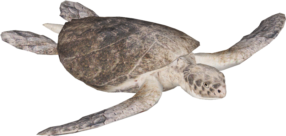Kemp's Ridley Sea Turtle (991x991), Png Download