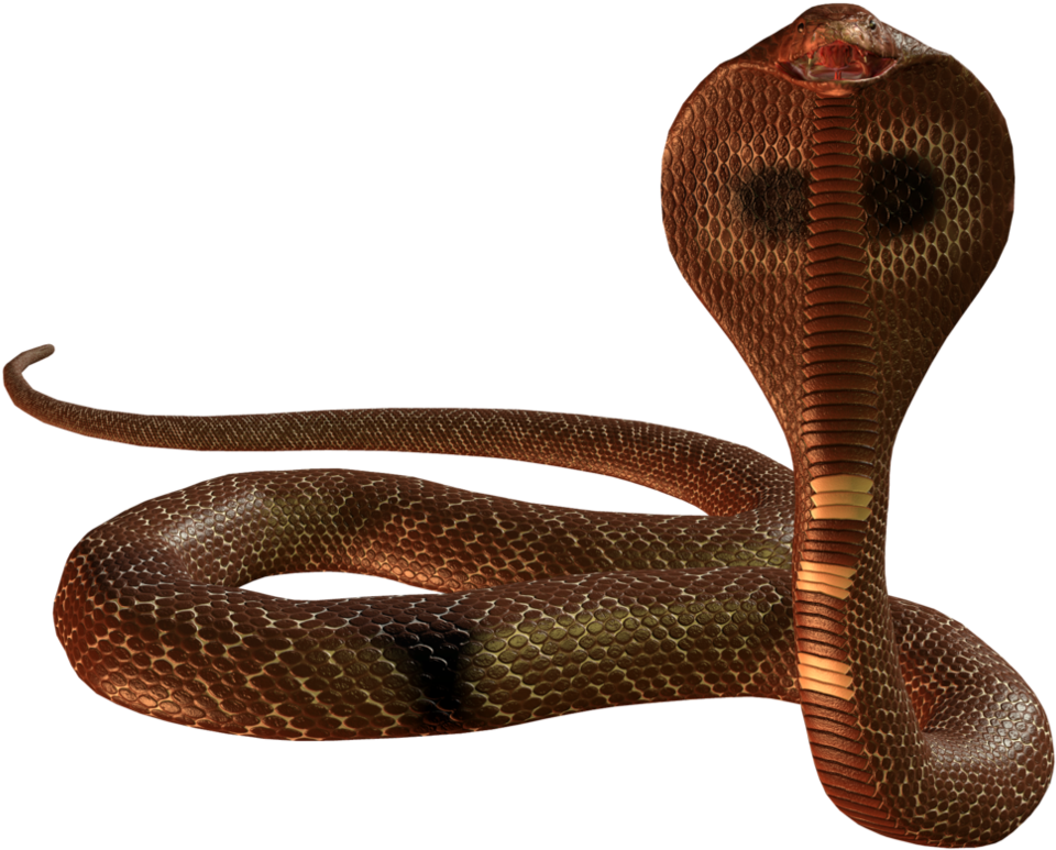Snake Png Image - Snake Png (1015x787), Png Download