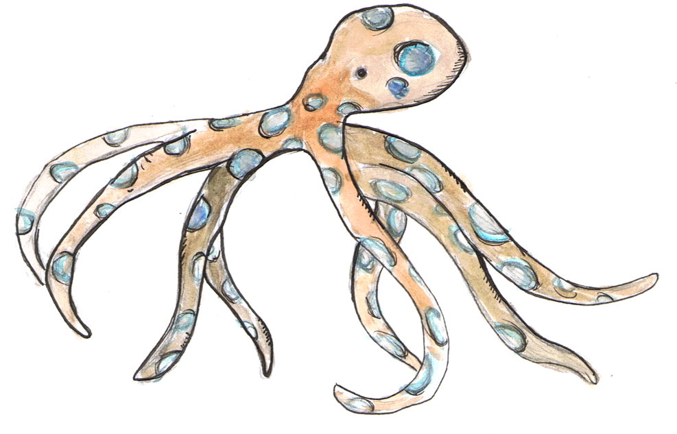 Blue Ring Octopus - Octopus (1000x643), Png Download