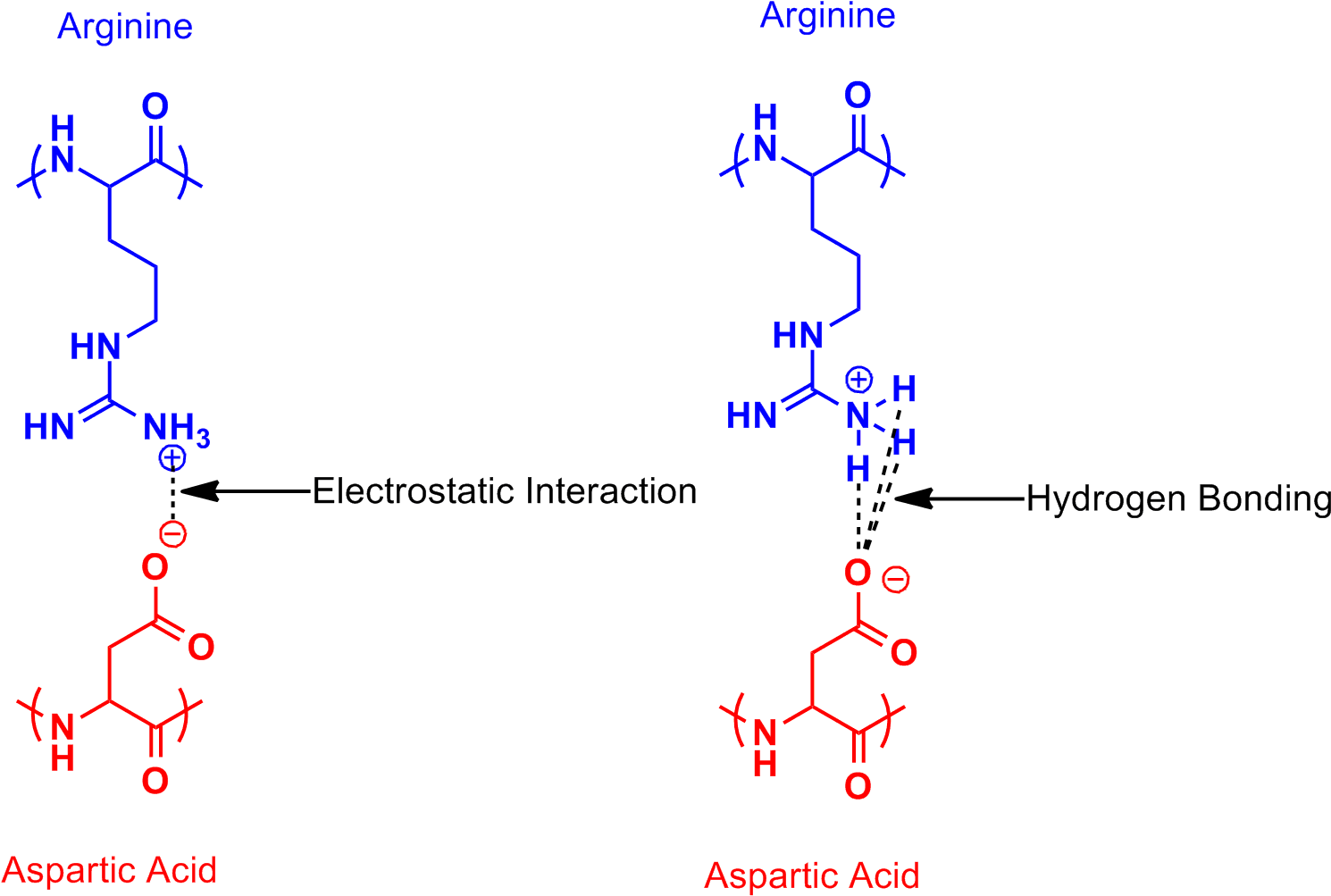 Arginine Aspartic Acid Salt Bridge - Arginine And Aspartic Acid (1508x1028), Png Download