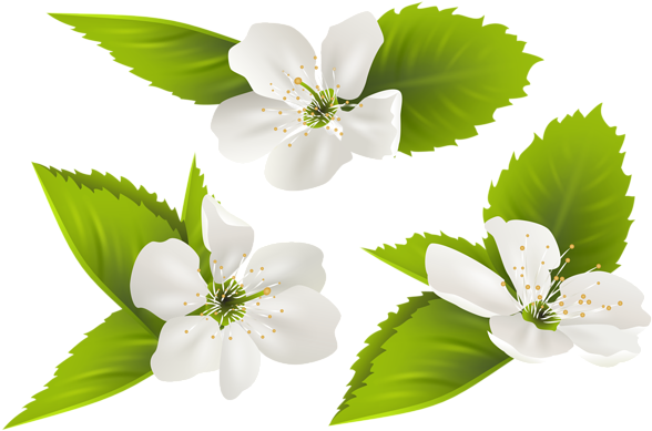 Spring Tree Flowers Png Clip Art Image - Jasmine Flowers Png (600x409), Png Download