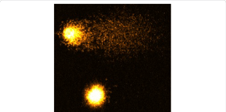 Representative Comet Images Of Hela Cells Treated With - Sun (761x378), Png Download