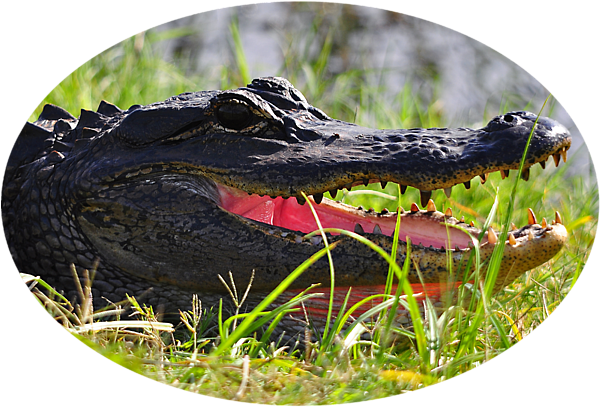Click And Drag To Re-position The Image, If Desired - Happy Anniversary Florida Gators (600x480), Png Download