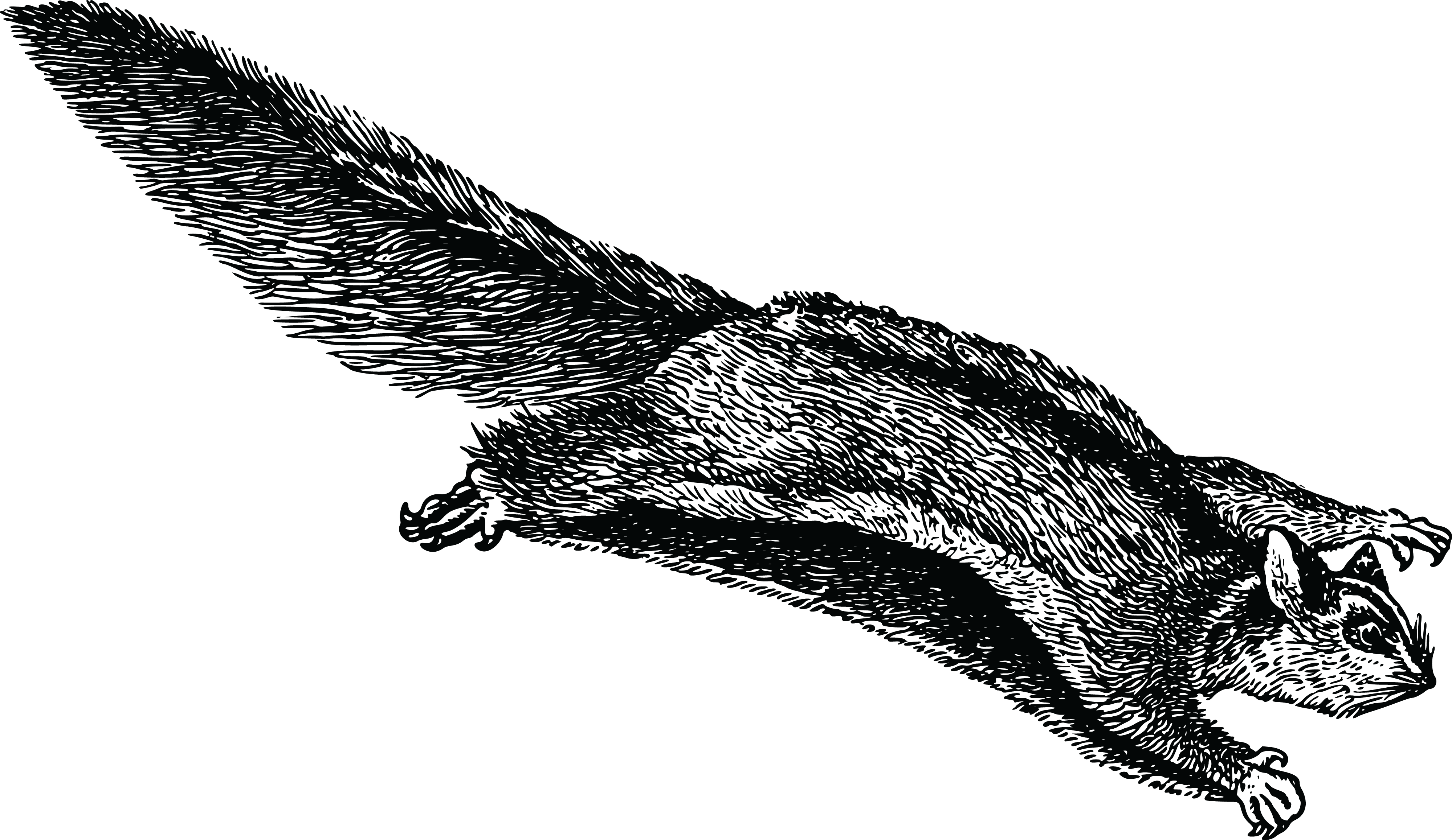 , , - Art Of Japanese Flying Dwarf Squirrel (4000x2316), Png Download