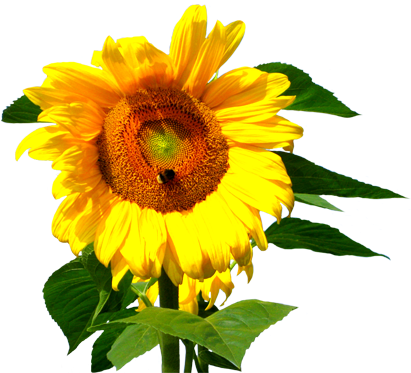 Sunflower Head With Bee, Flower Clip Art Sunflower - Bee On Sunflower Png (413x382), Png Download