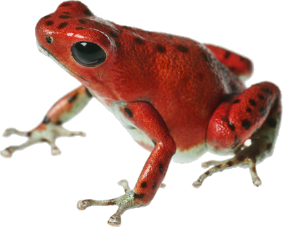 Poison Dart Frog Png File - Poison Dart Frog Png (403x324), Png Download