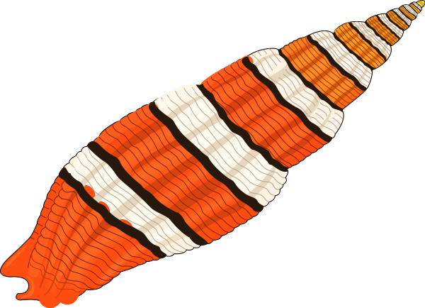 Seashell 01 Clipart Png (600x434), Png Download
