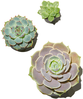 Succulent Plant (450x450), Png Download