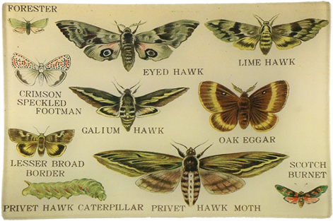 Privet Hawk Privet Hawk - John Derian (500x500), Png Download