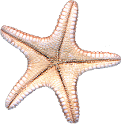 Starfish Psd (390x400), Png Download