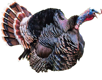 Screaming Turkey Png (403x324), Png Download