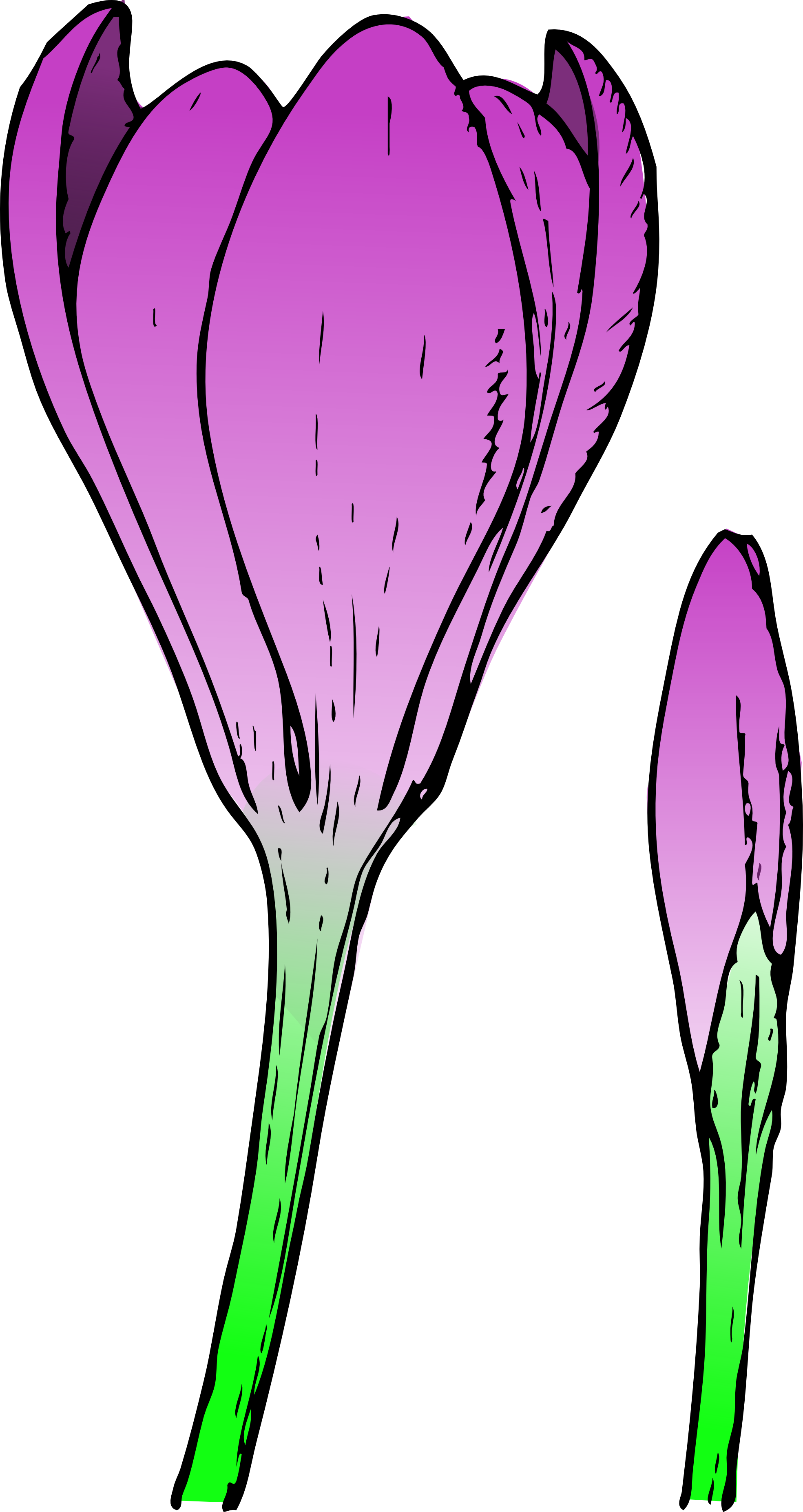 Crocus Flower And Bud Png - Crocus Flower (1969x3707), Png Download