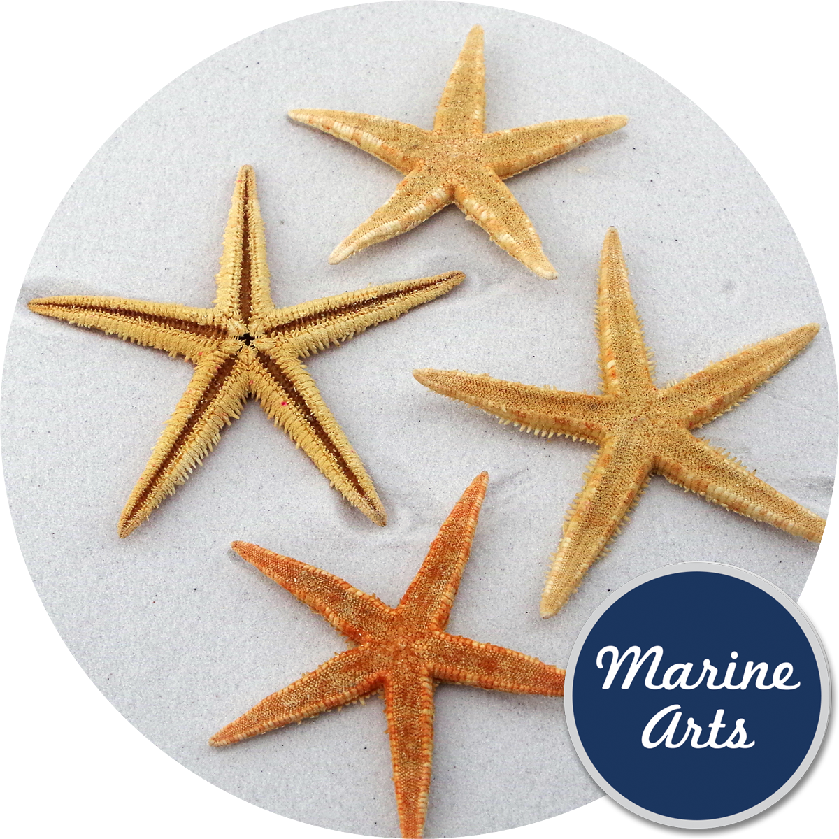 Starfish Natural Medium 8-10cm - Starfish (1200x1200), Png Download