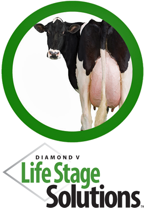 Diamond V Dairy Life Stage Solutions - Dairy Cow (300x450), Png Download