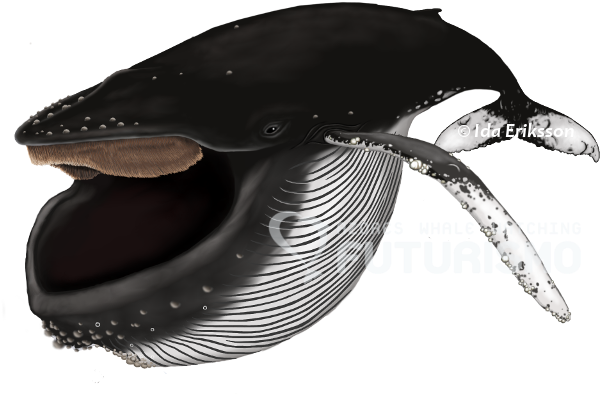 This Is The Favourite Time Of The Year For Many Of - Baleen Whale (640x480), Png Download