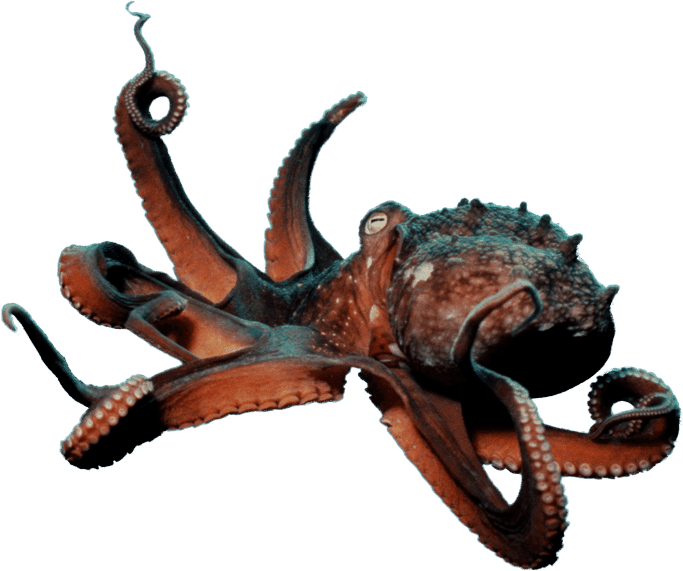 Forgetmenot - Octopus - Seattle (683x571), Png Download