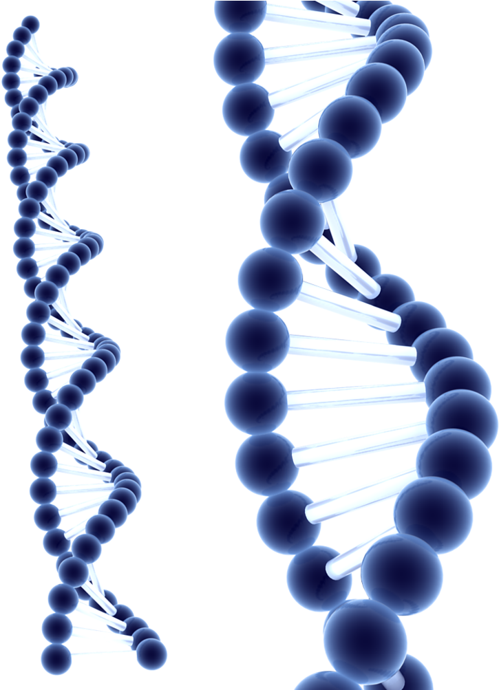 Dna Png Clipart - Dna Structure 3d Png (797x1002), Png Download